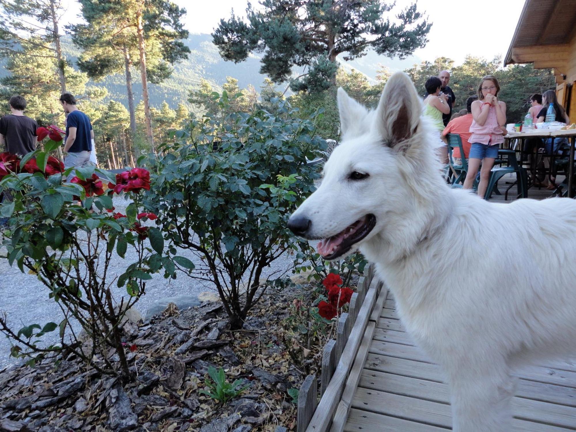 Hotel Parc Résidentiel de Loisir : Le Loup Blanc du Riou Barcelonnette Esterno foto